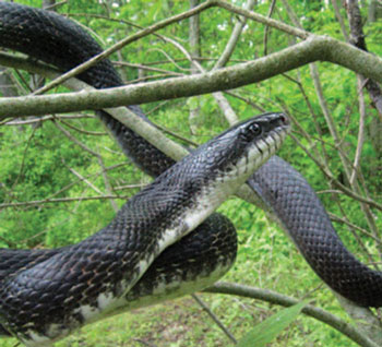 colour photo of the Gray Ratsnake species.