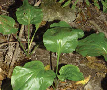 photo en couleurs du plantain à feuilles cordées.