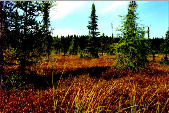 This photo shows Treed Fen - Side Lake Conservation Reserve.