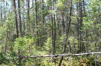 Photo showing ES34 Treed Bog in Sifton Township Conservation Reserve.
