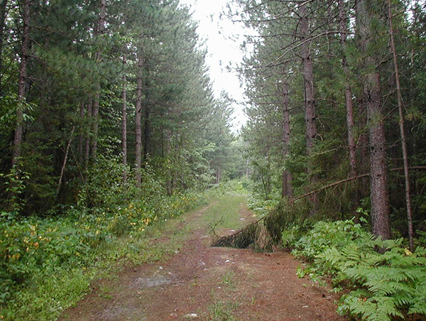 Photo 1: Riding Stable Road, forming part of the eastern boundary of the Smoky River Headwaters Conservation Reserve.