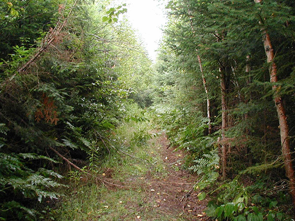 Photo 2: Trail into the north eastern portion of the Smoky River Headwaters Conservation Reserve.