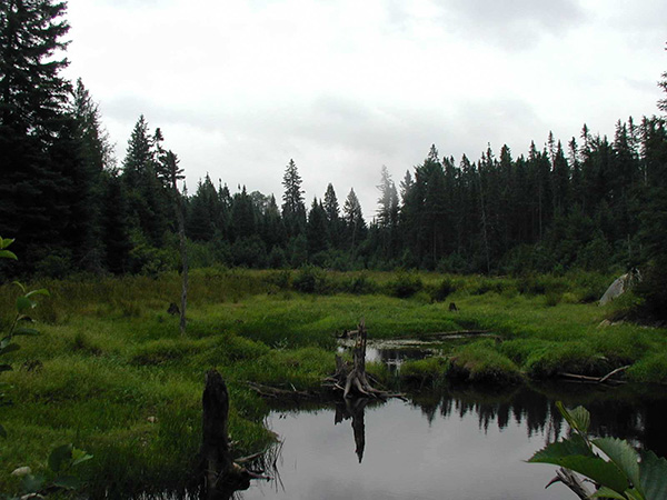 Photo 3: Small marshes located in the northeast corner of the Smoky River Headwaters Conservation Reserve.