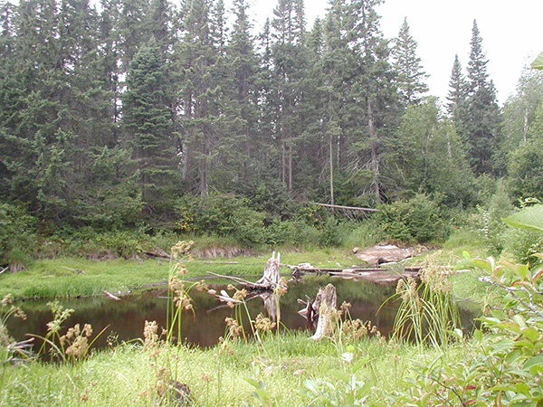 Photo 4: Pond in northern portion of Smoky River Headwaters Conservation Reserve.