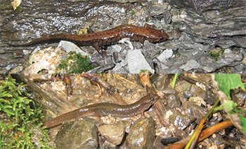 photo of a Allegheny Mountain Dusky Salamander and Northern Dusky Salamander.