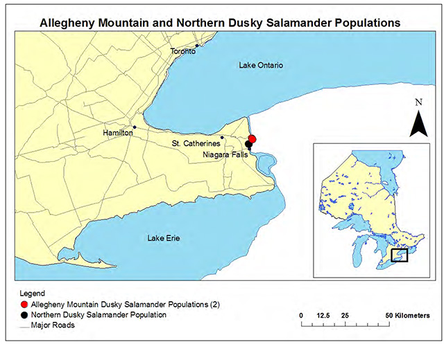 map indicating the destribution population of the Allegheny Mountain Dusky Salamanders and Northern Dusky Salamanders in Ontario.
