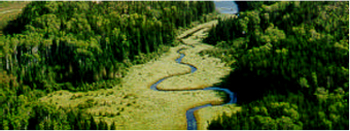 Photo showing Black spruce stands and creek system