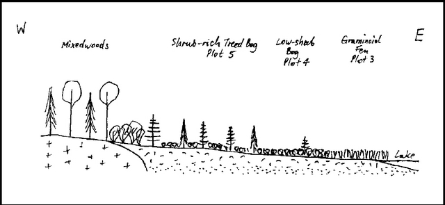 Hand drawn image showing different kinds of mixedwood and shrubs separated by plot areas.