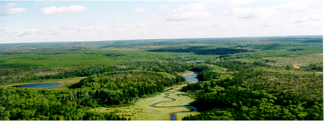 Photo showing creek system and wetland vegetation in the northeast corner of Solitary Lake Conservation Reserve.