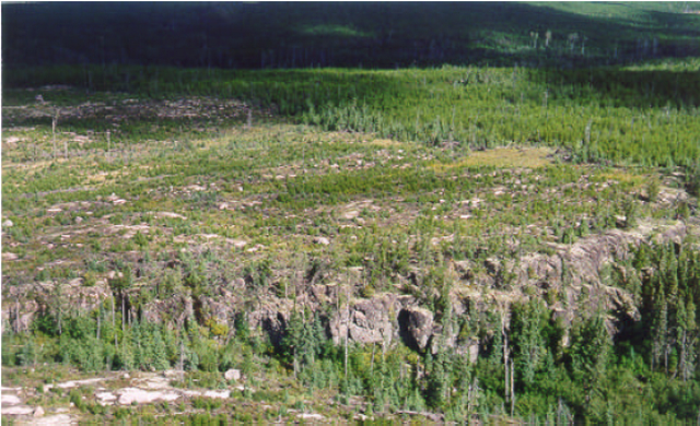 Photo showing cut-over in Solitary Lake Conservation Reserve – the easternmost boundary of the mainland section of the reserve runs down the extreme left-hand side of this cut-over