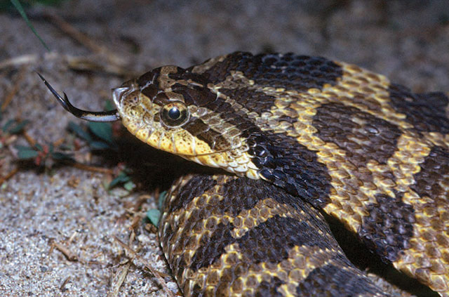 Eastern Hog-nosed Snake