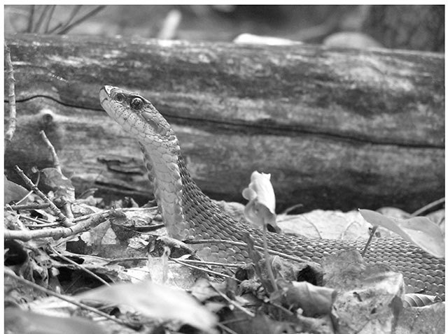 Black and white photo of Eastern Hog-nosed Snake