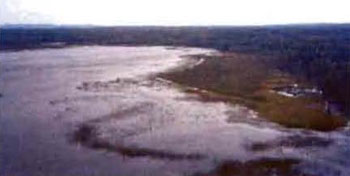 colour photo of Grassy Lake southern shoreline, looking east Wetlands include tall will thicket swamp, bulrush marsh, shore fen, black spruce predominant conifer along shoreline.