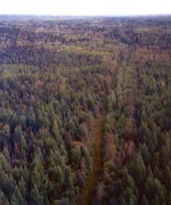 colour photo of Snowmobile/all terrain vehicle trail that cuts through the Conservation Reserve, just outside the site Forest communities are black spruce, white spruce and poplar dominant.