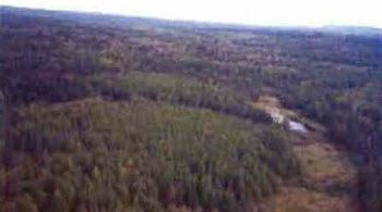 colour photo of the Tamarack stand (cedar dominant) in the southeast corner of the conservation reserve.