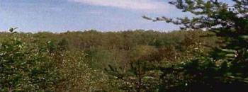 colour photo of the deciduous forest at the western edge of South Grassy Lake Outwash Conservation Reserve.