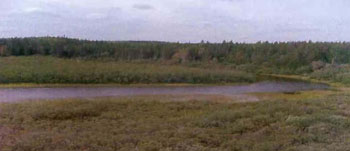 colour photo of Misema River, south of Grassy Lake, western boundary of Conservation Reserve.