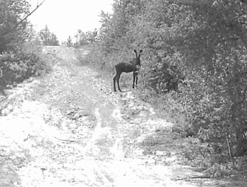 black and white photo of the South Grassy Lake Outwash Conservation Reserve C1626.