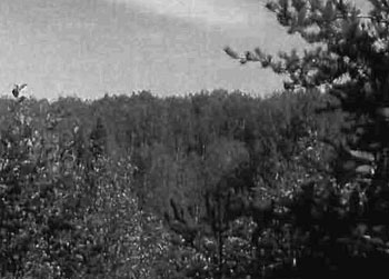 black and white photo of mixed deciduous/conifer forest east of Estrangement Creek.