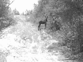 black and white photo of a young moose along eastern border of forest reserve on main snowmobile trail connecting the Town’s of Larder Lake and Englehart.