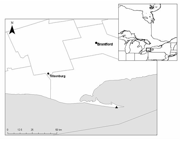 Greyscale map of Tilsonburg and Brantford area of Ontario. Black triangle depicts extant population area.