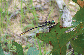 This is an image of the Laura’s Clubtail