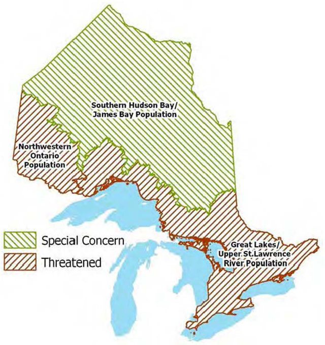 Colour map of Ontario. Special concern populations are indicated with green line shading and threatened populations are indicated with brown line shading. The Southern Hudson Bay/James Bay Population is green shaded. Nothwestern Ontario Population and Great Lakes/ Upper St. lawrences River populations are brown shaded areas. Great lakes are depicted in blue.