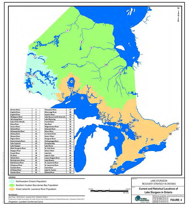 Colour map of Ontario depicting Lake Sturgeon Northwestern population in light blue, Southern Hudson Bay/James Bay Population in green, and Great Lakes/St. Lawrence River population in beige.
