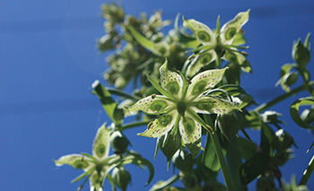 Photo of American Columbo showing green stems and greenish-yellow petals.
