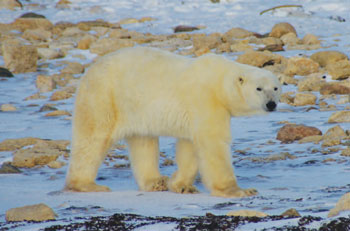 colour photograph of the polar bear species.