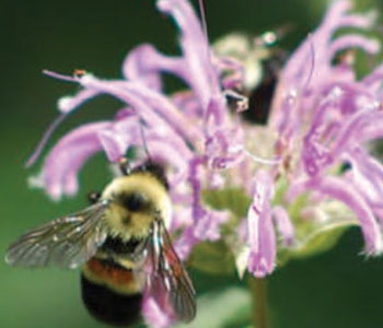colour photograph of the rusty-patched Bumble Bee.