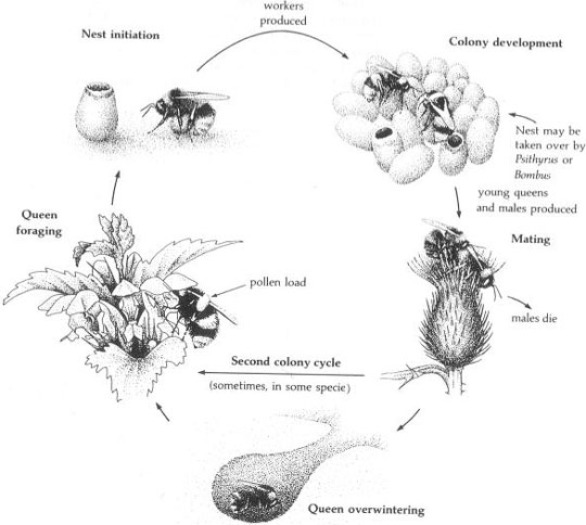 diagram outlining major stages in the annual Bumble bee colony life cycle.