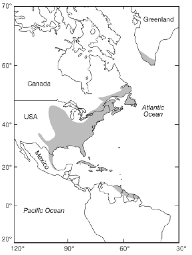 Greyscale map of North America depicts the range of the American Eel in grey along the eastern coast.