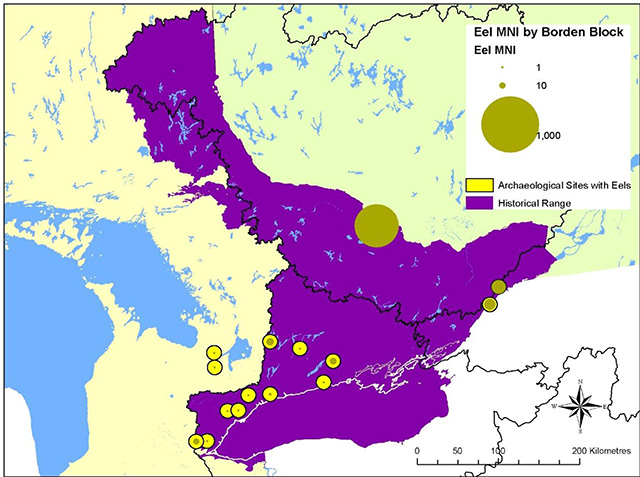 Colour map of Ontario depicts Archaelogical sites with eels in bright yellow circles. The historical range of eels is depicted in fuscia.