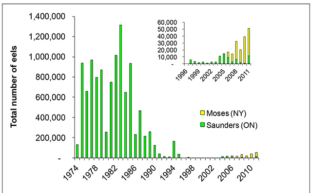 Bar graph depicts the population of eels at the Sanders Dam between 1974-2011 in green and Moses Dam in yellow bars.