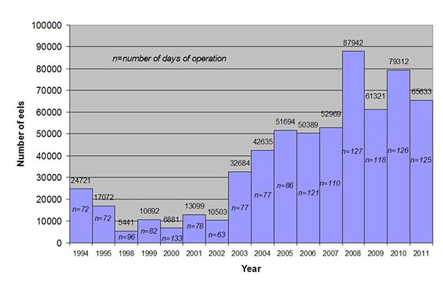 Bar graph depicts eel population levels between between 1994 and 2008 with light purple bars.