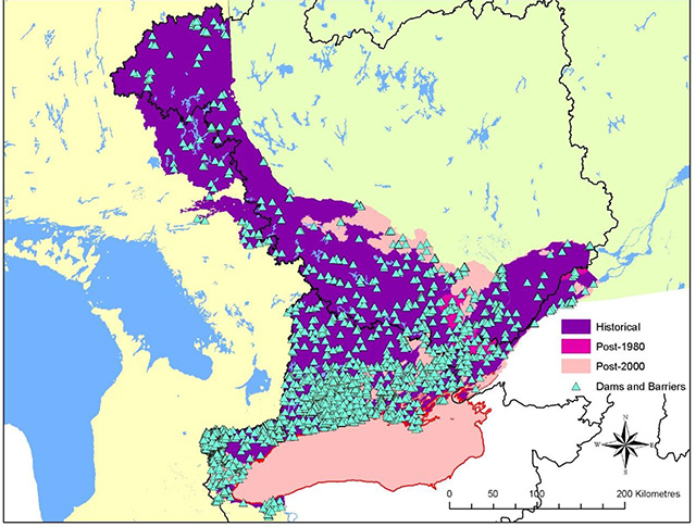 Colour map of Ontario depicts the historical range of eels in purple. Post 2000 population range is depicted in light pink. Post 1980 populations are depicted in bright pink. Dams and barriers are depicted with green triangles.