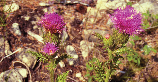 Colour photo of Hill’s Thistle.