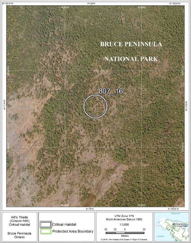 This is Figure 11: Fine-scale map of Hill’s Thistle critical habitat parcel 16 on the northern Bruce Peninsula.