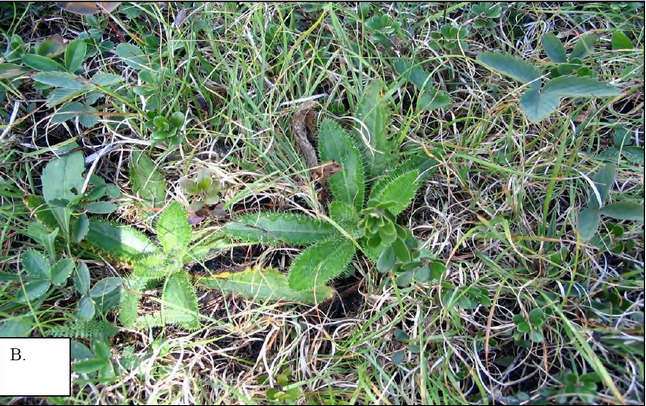 Colour photo of basal rosettes of Hill’s Thistle (centre) with its typical associates of Poverty Oat Grass (throughout background) and Bearberry (small, round shiny leaves, at centre top and bottom right).