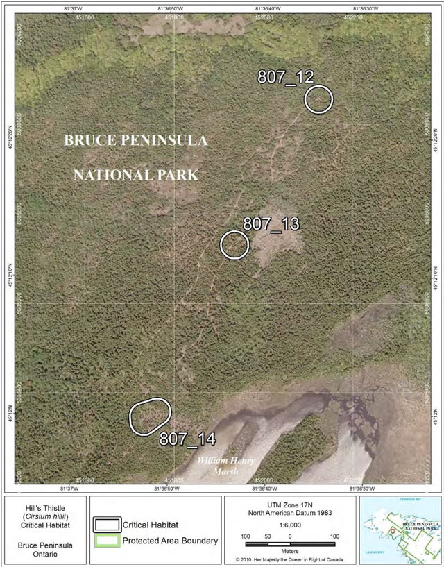 This is Figure 9: Fine-scale map of Hill’s Thistle critical habitat parcels 12-14 on the northern Bruce Peninsula.