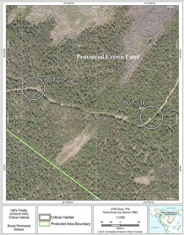 This is Figure 26: Fine-scale map of Hill’s Thistle critical habitat parcels 35-36 on the northern Bruce Peninsula.