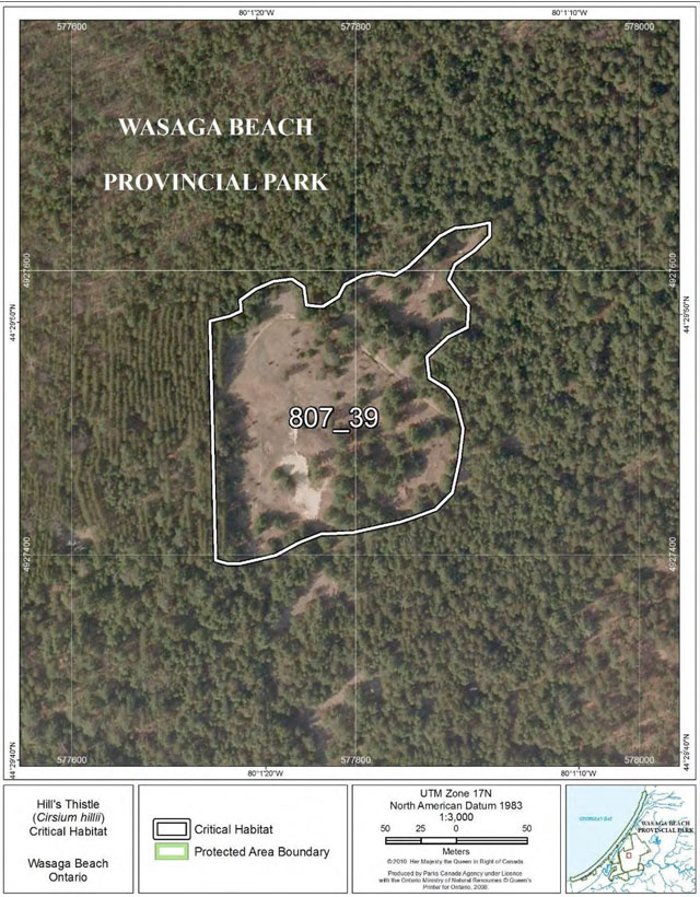 This is Figure 29: Fine-scale map of Hill’s Thistle critical habitat parcel 39 at Wasaga Beach.
