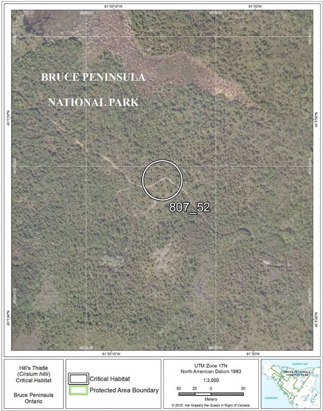 This is Figure 35: Fine-scale map of Hill’s Thistle critical habitat parcel 52 on the northern Bruce Peninsula.