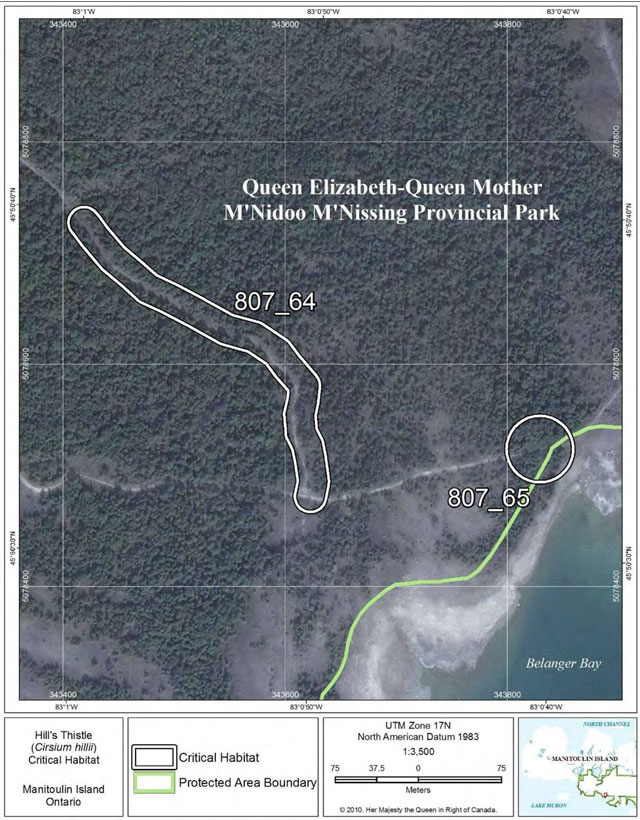 This is Figure 40: Fine-scale map of Hill’s Thistle critical habitat parcels 64-65 on Manitoulin Island.