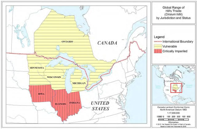 This is Figure 2 map showing parts of Canada and the United States showing the Global Range of Hill’s Thistle by Jurisdiction. Red areas show Critically Imperiled; Yellow areas show Vulnerable (NatureServe 2009). The International boundary is showin by a dotted red and black line. The insert shows the location relative to North America and is indicated with a red square.