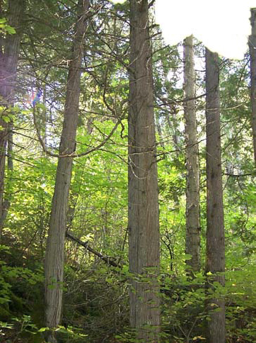 Image of an old-growth cedar tress within the reserve.