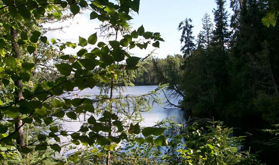 Photo view of someone looking the bush of the small lake within the reserve.
