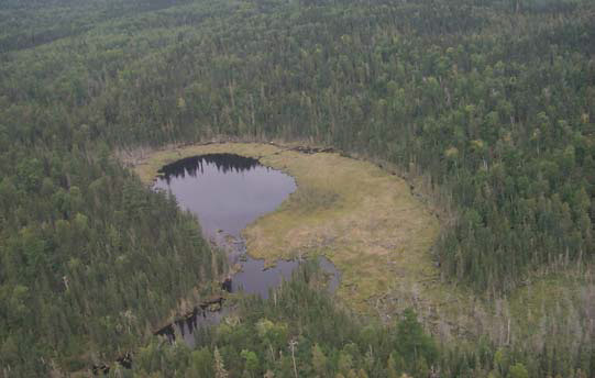 Photo of an aerial view of one of the beaver ponds found within the reserve.
