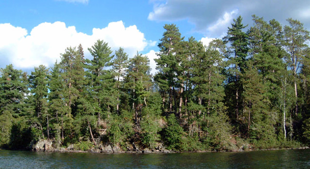 Photo of white pine mixedwoods around Stormey Lake which are found along the shoreline.